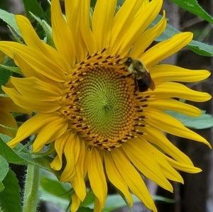 Meet your Posher, Janice